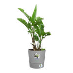 greensense aqua care rund 35cm light beton